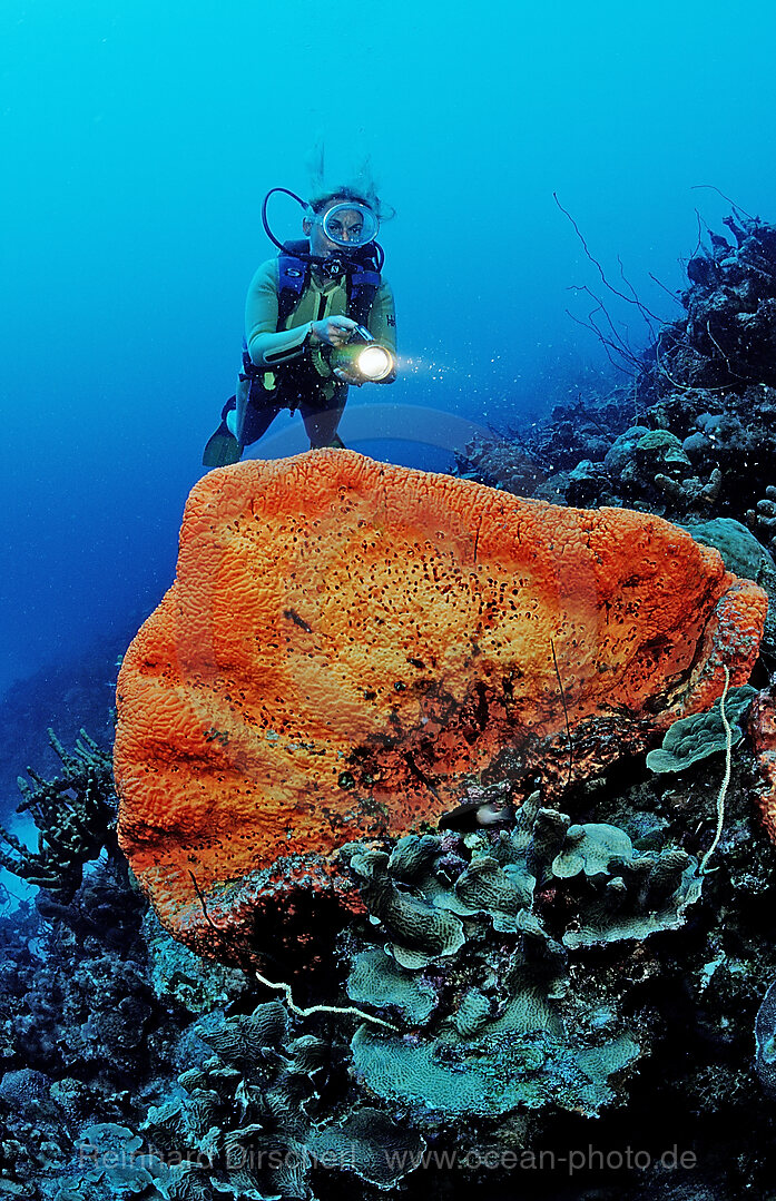 Taucher und Elefantenohrschwamm, Agelas clathrodes, Karibik, Karibisches Meer, Niederlaendische Antillen, Bonaire