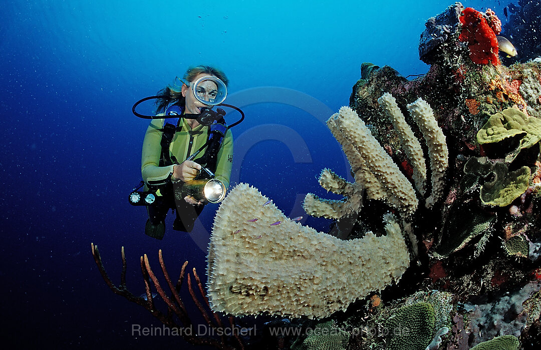 Scuba diver and coral reef