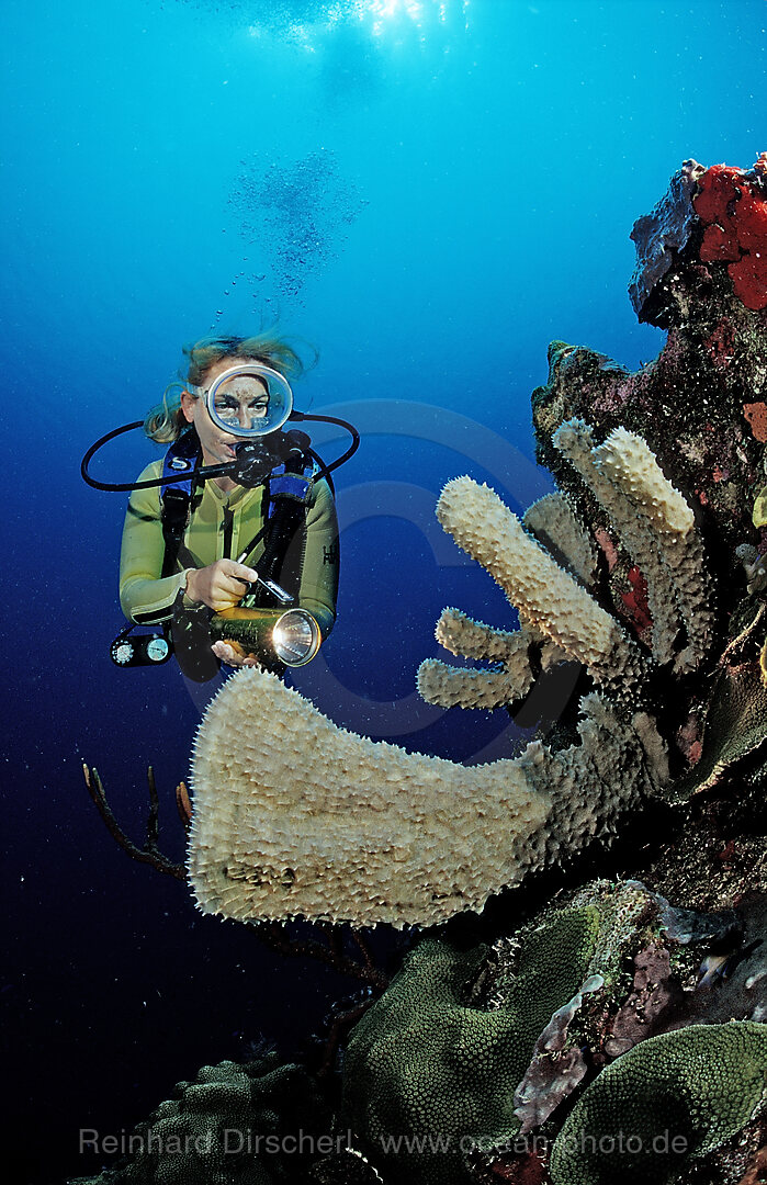Scuba diver and coral reef