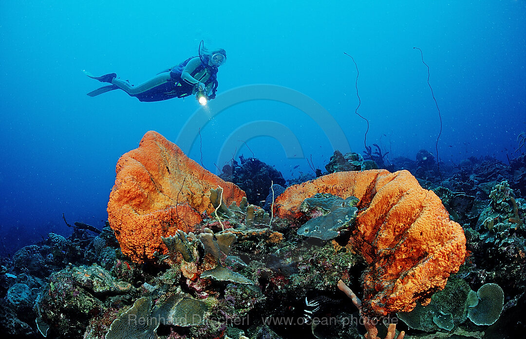 Scuba diver and Orange Elephant Ear Sponge, Agelas clathrodes, Caribbean Sea, Netherlands Antilles, Bonaire