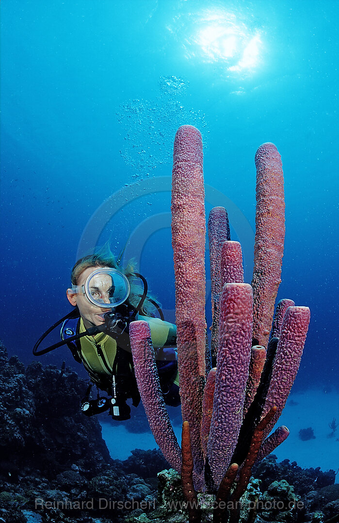 Taucher und Roehrenschwamm, Aplysina archeri, Karibik, Karibisches Meer, Niederlaendische Antillen, Bonaire