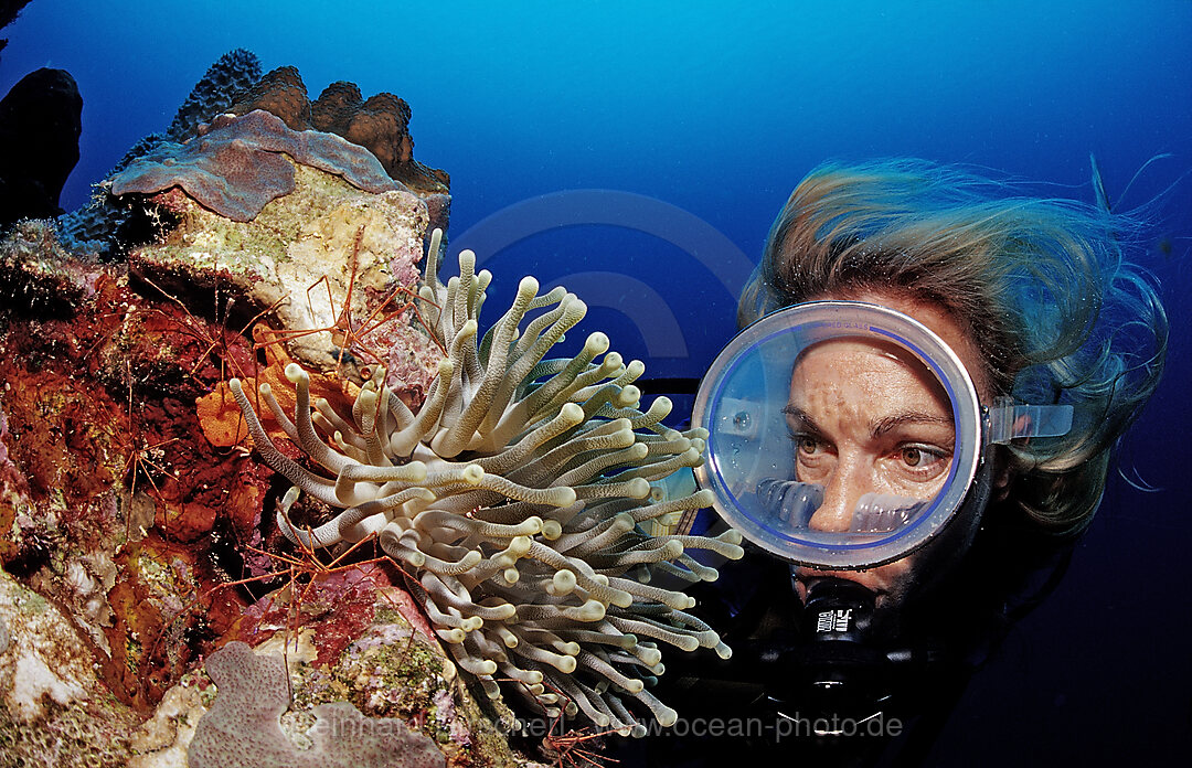 Scuba diver and Spider hermit crabs in anemone, Stenorhynchus seticornis, Caribbean Sea, Netherlands Antilles, Bonaire