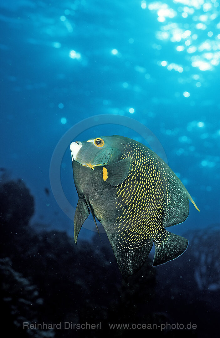 Franzosen-Kaiserfisch, Pomacanthus paru, Karibik, Karibisches Meer, Niederlaendische Antillen, Bonaire