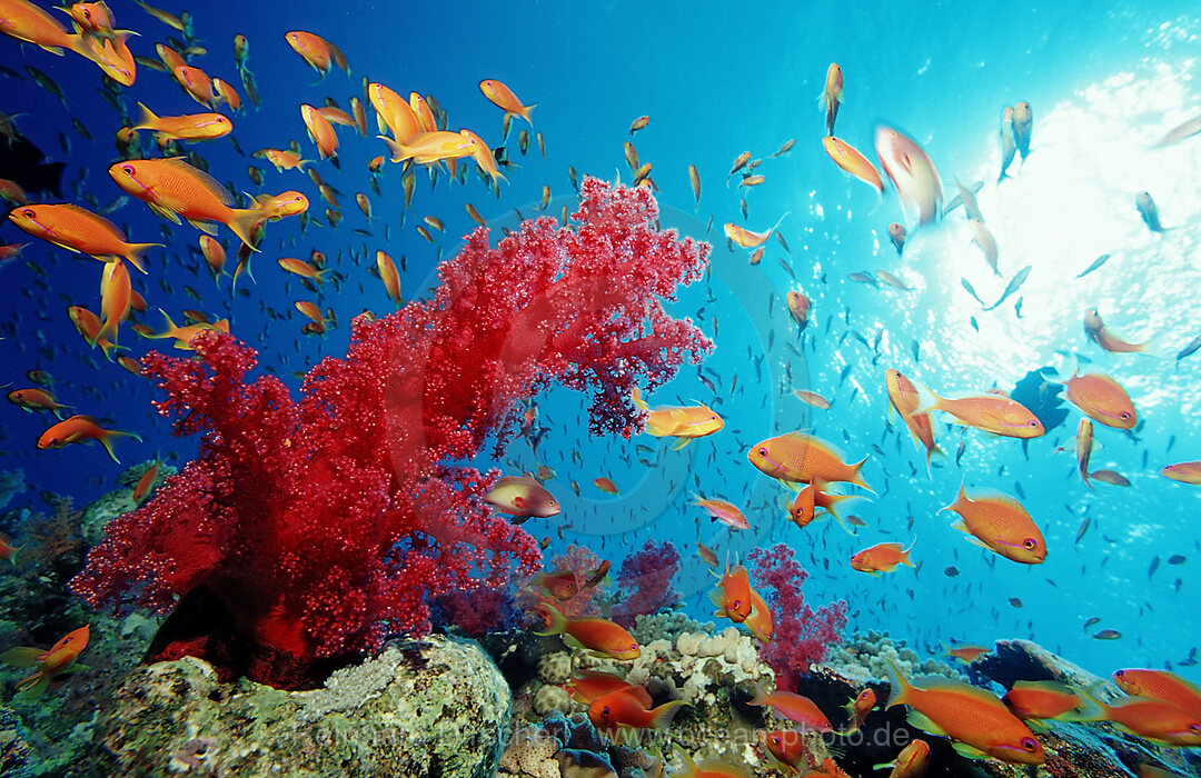 Haremsfahnenbarsche und Korallenriff, Pseudanthias squamipinnis, Rotes Meer, Sinai, Ras Mohammed, Aegypten