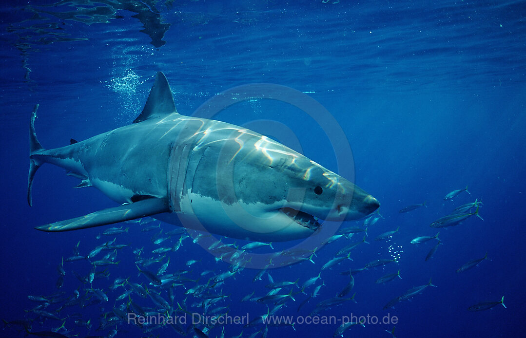 Weisser Hai, Carcharodon carcharias, Pazifischer Ozean, Guadalupe, Mexiko