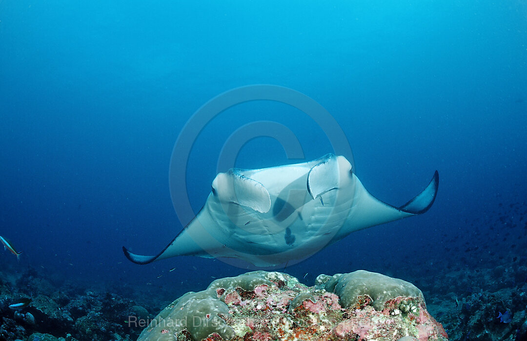 Manta ueber Putzerstation, Manta Birostris, Indischer Ozean, Meemu Atoll, Malediven