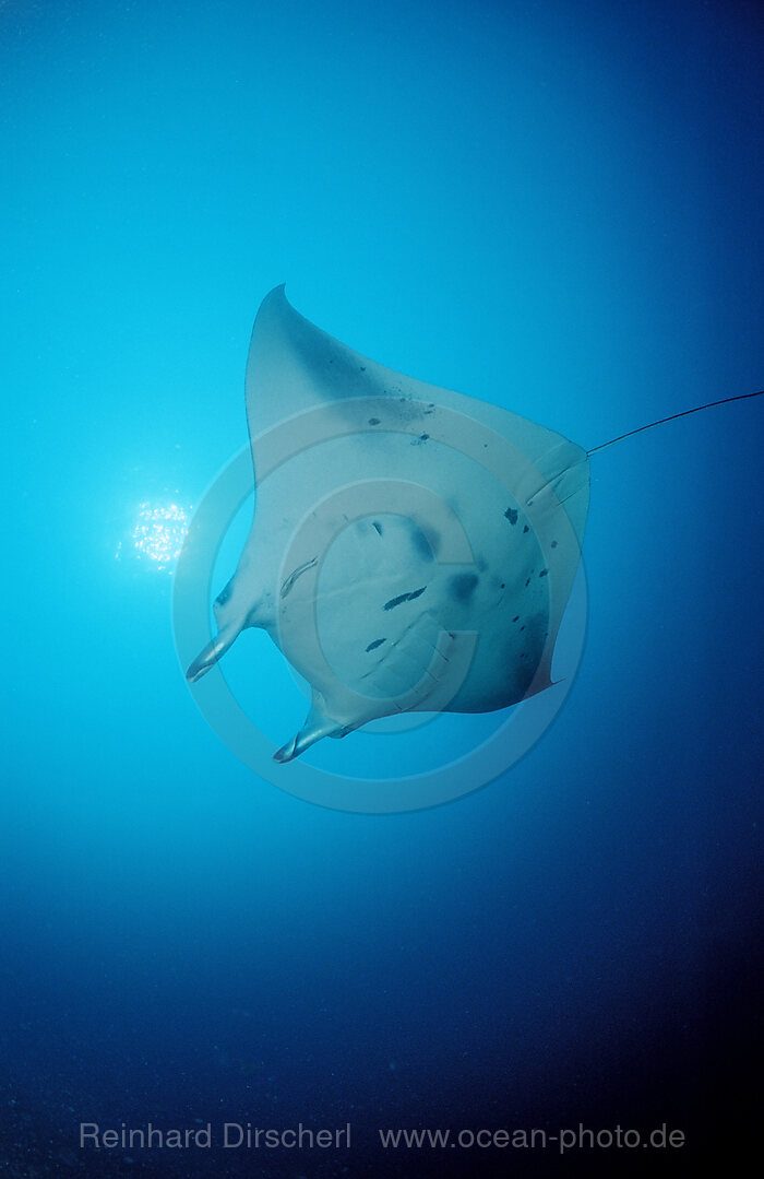 Manta Ray, Manta Birostris, Indian Ocean, Meemu Atoll, Maldives