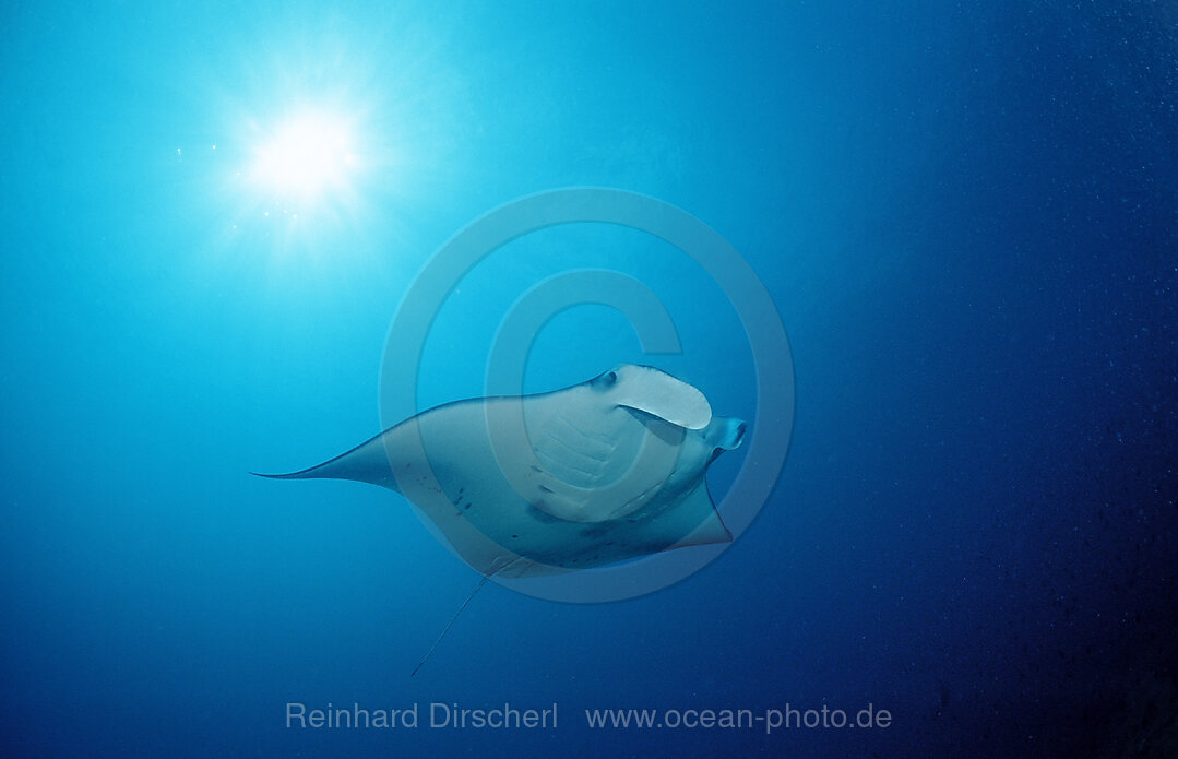 Manta, Manta Birostris, Indischer Ozean, Meemu Atoll, Malediven