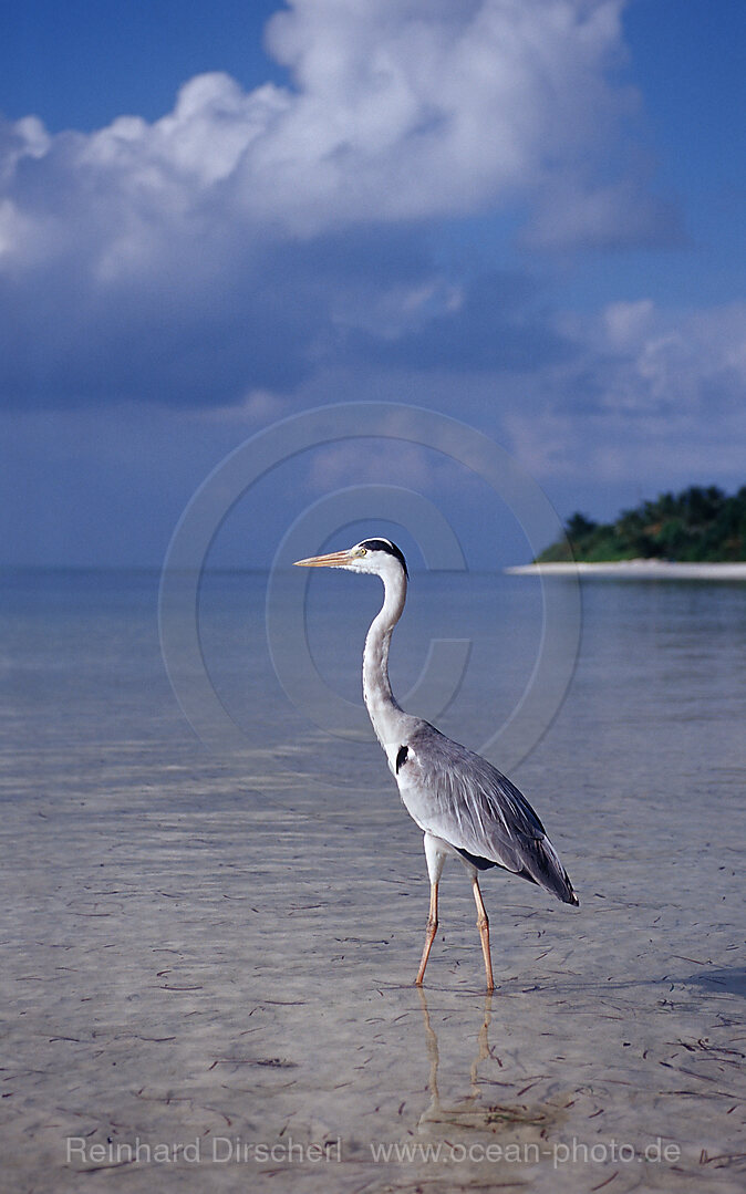 Grey Heron near Maldive Island