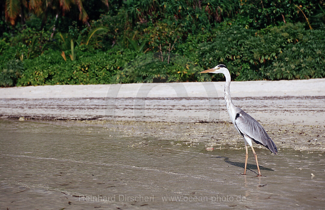 Grey Heron near Maldive Island