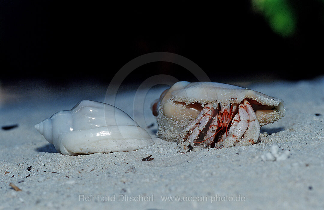 Einsiedlerkrebs am Strand