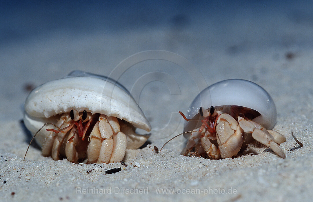 Einsiedlerkrebse am Strand, Coenobita spec., Indischer Ozean, Meemu Atoll, Malediven