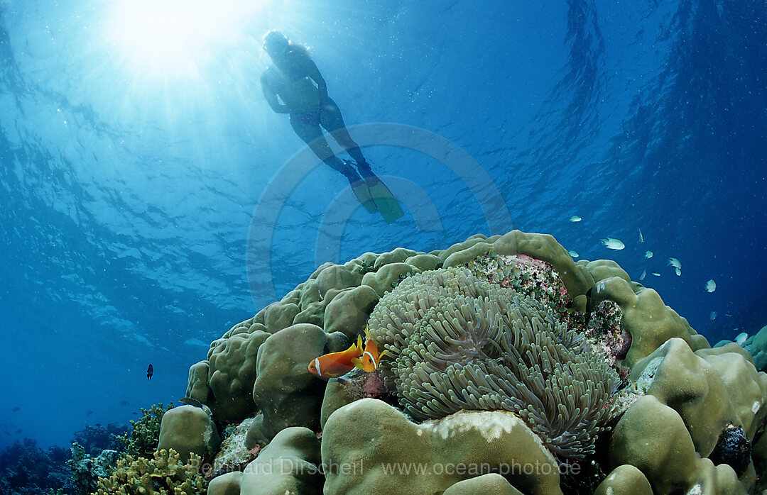 Schnorcheln ueber Korallenriff mit Anemonenfischen, Amphiprion nigripes, Indischer Ozean, Meemu Atoll, Malediven