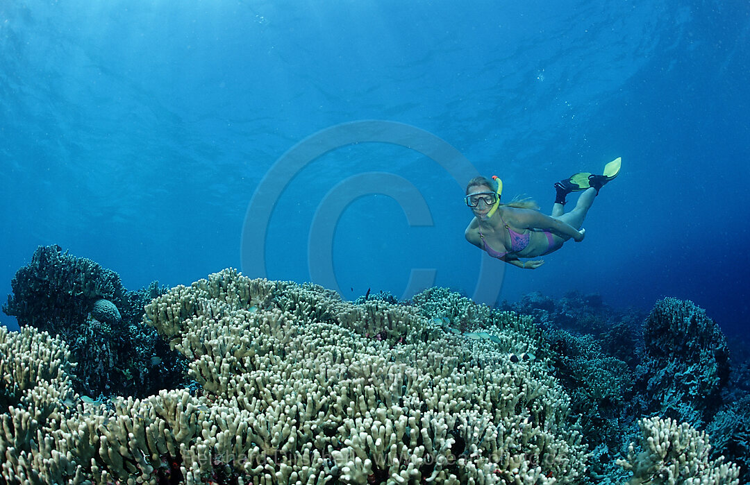 Schnorcheln am Korallenriff, Indischer Ozean, Meemu Atoll, Malediven