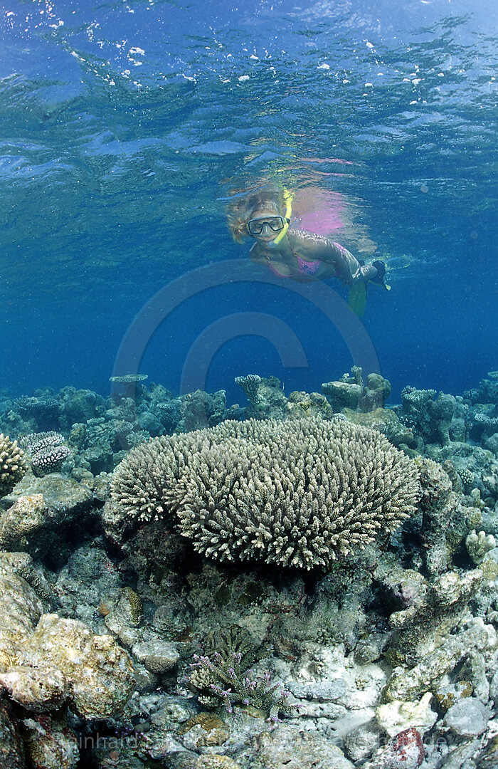 Schnorcheln am Korallenriff, Indischer Ozean, Meemu Atoll, Malediven