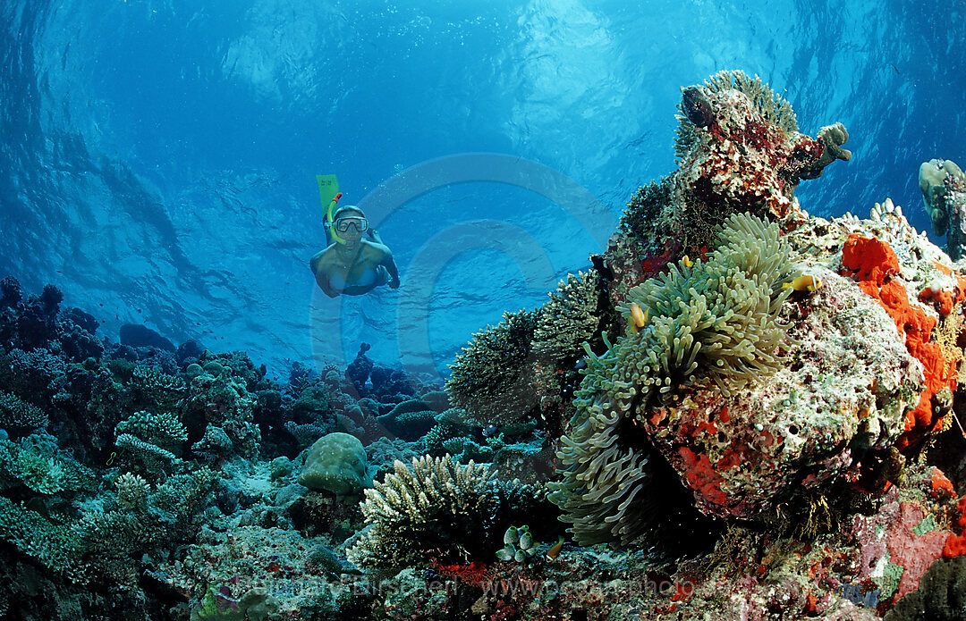 Schnorcheln an Korallenriff, Indischer Ozean, Ari Atoll, Malediven