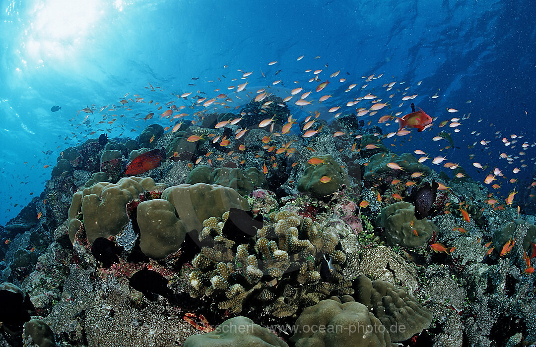 Lyretail anthias over Coral Reef