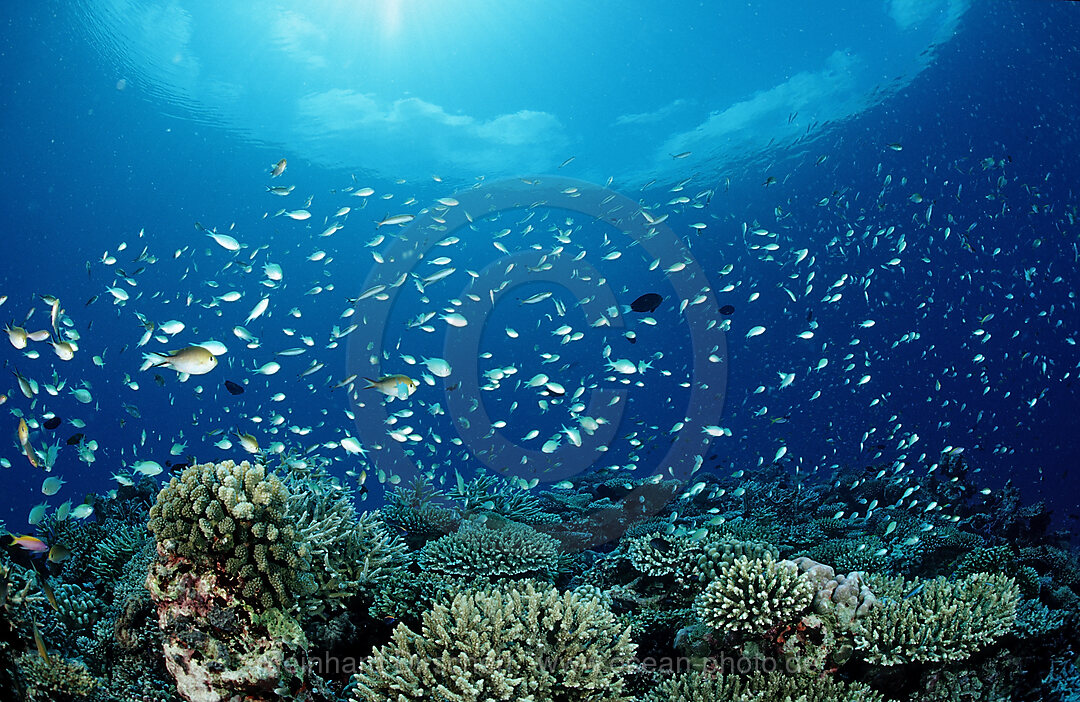 Chromis at Coral Reef