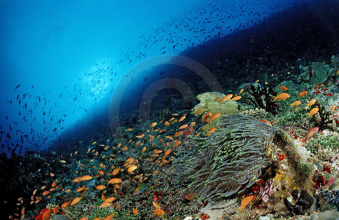 Harems-Fahnenbarsche an Korallenriff, Pseudanthias squamipinnis, Indischer Ozean, Meemu Atoll, Malediven