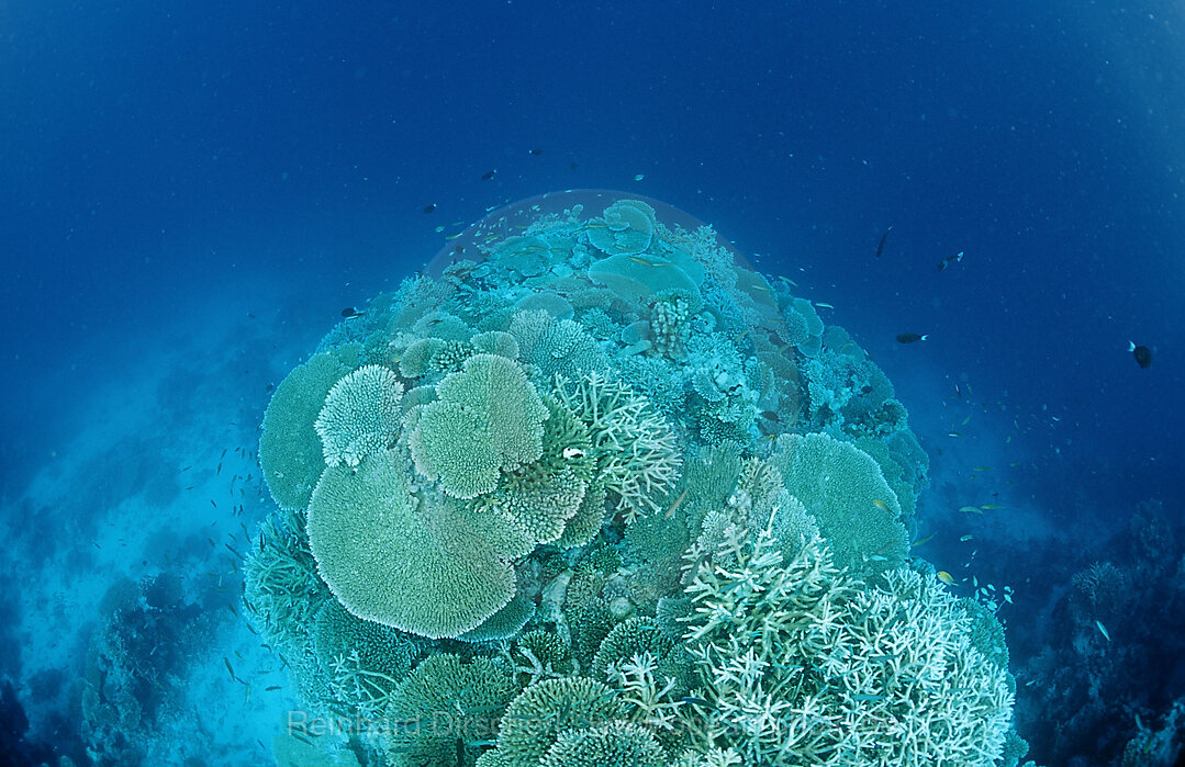 Coral Reef with Hard Corals