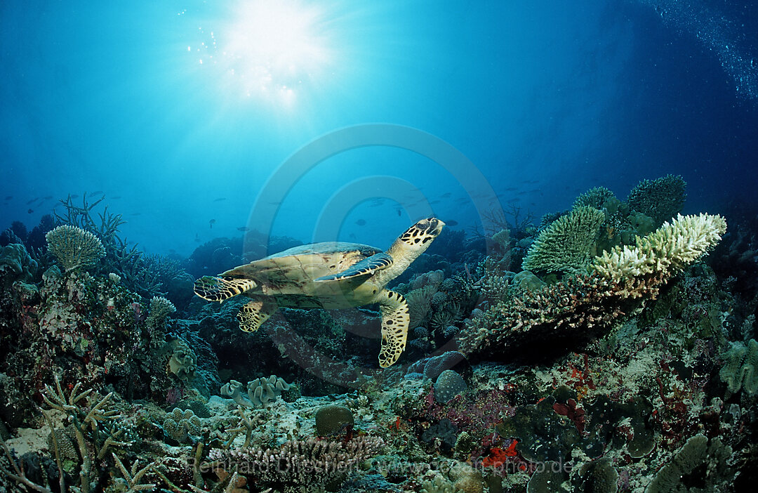 Echte Karettschildkroete ueber Korallenriff, Eretmochelys imbricata, Indischer Ozean, Meemu Atoll, Malediven