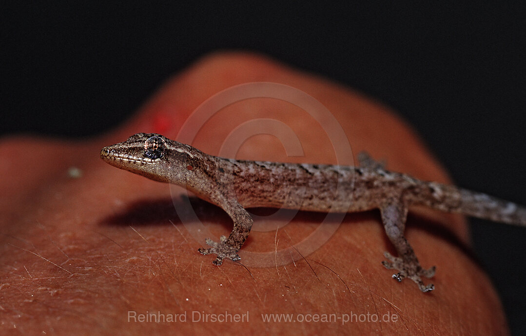 Mauergecko