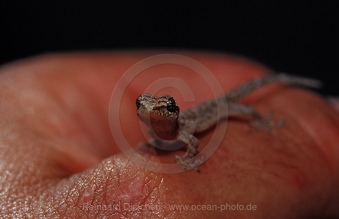 Mauergecko, Indischer Ozean, Meemu Atoll, Malediven