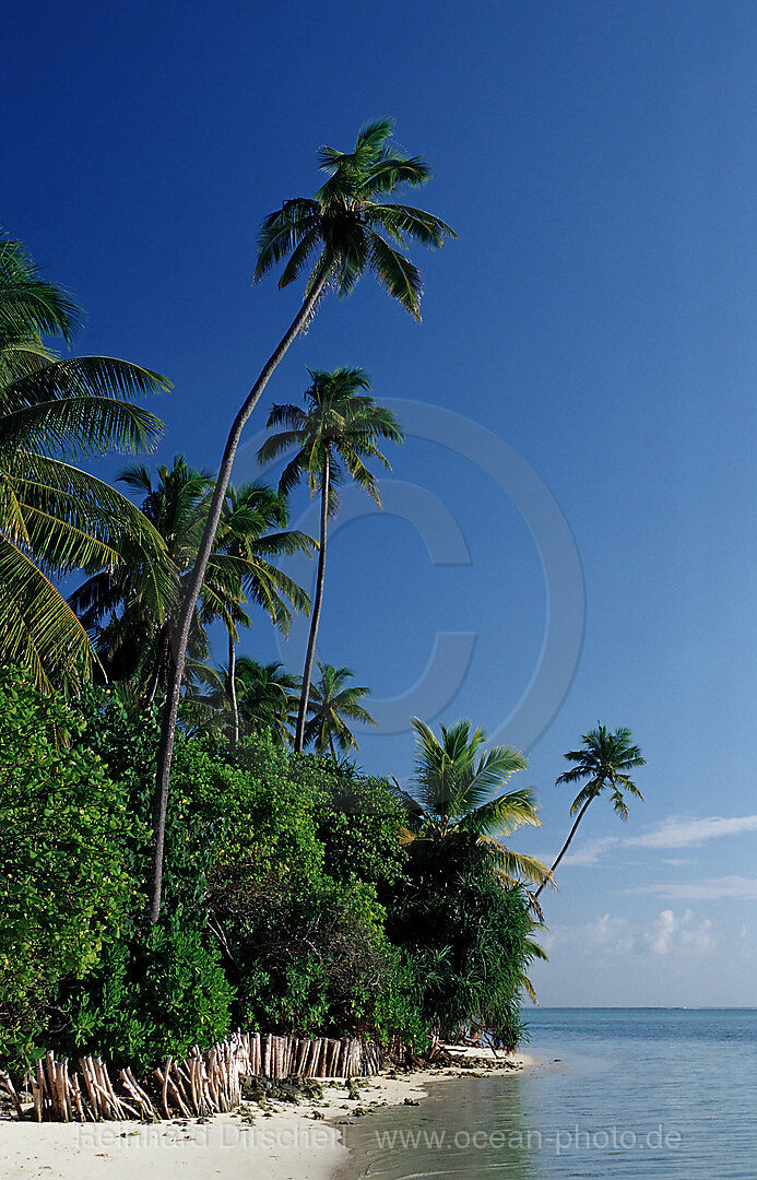 Palmenstrand, Indischer Ozean, Medhufushi, Meemu Atoll, Malediven