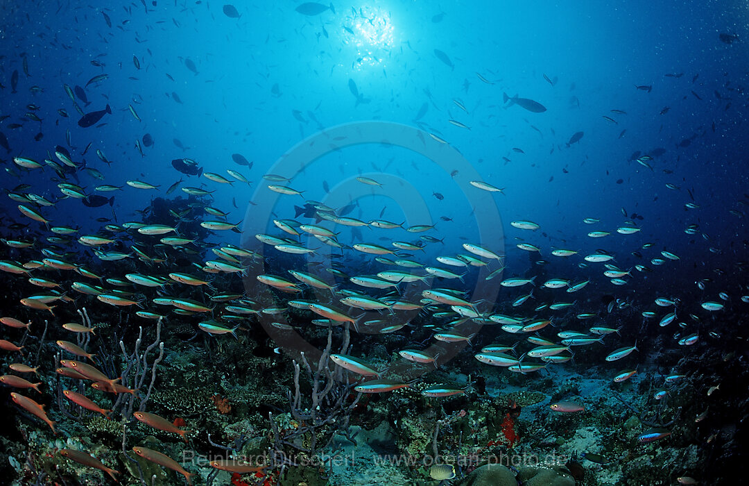 Schooling Neon Fusiliers