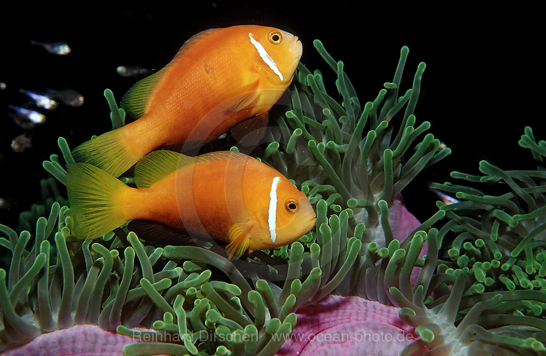 Maldive Anemonefish, endemic
