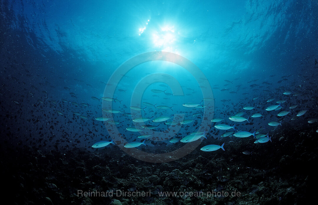 Shoal of Lunar Fusilier