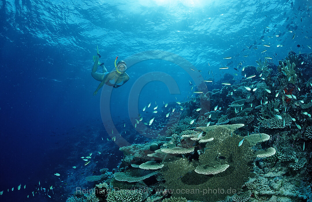 Schnorcheln an Korallenriff, Indischer Ozean, Meemu Atoll, Malediven