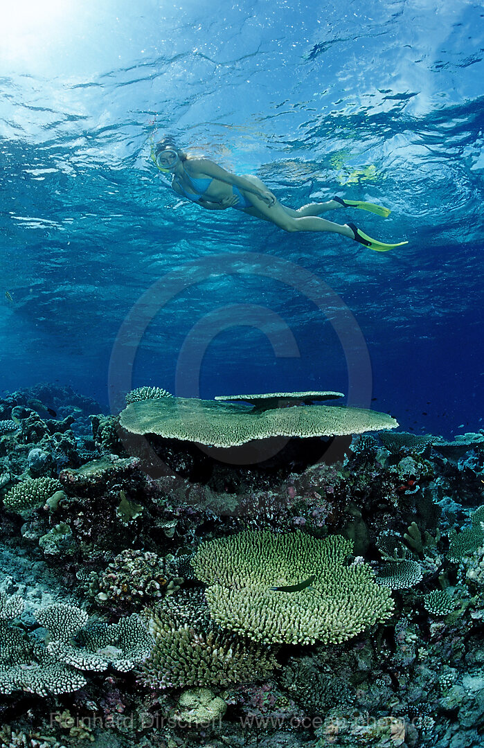 Snorkeling over Coral Reef