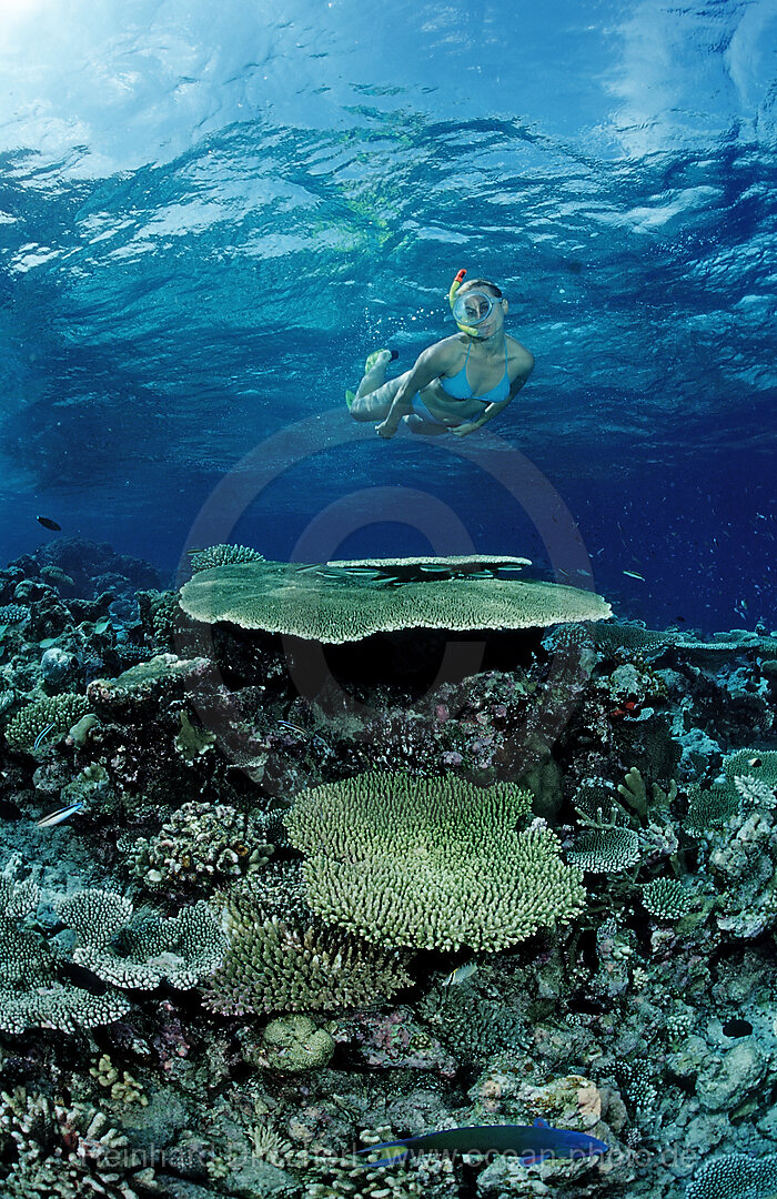 Snorkeling over Coral Reef