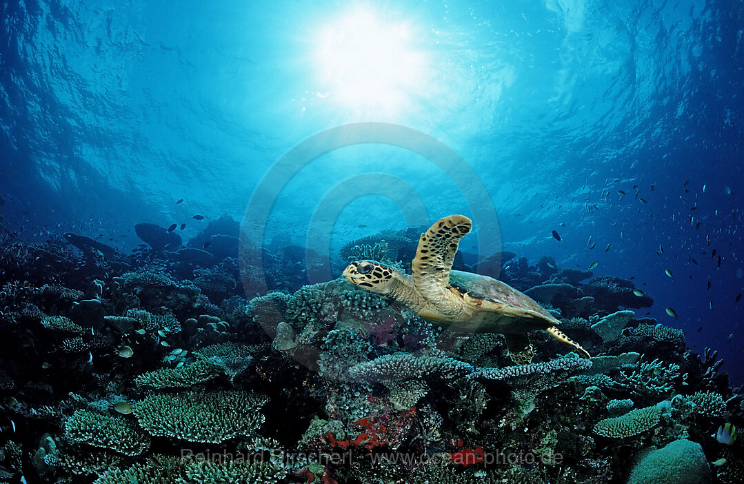 Hawksbill Turtle over Coral Reef