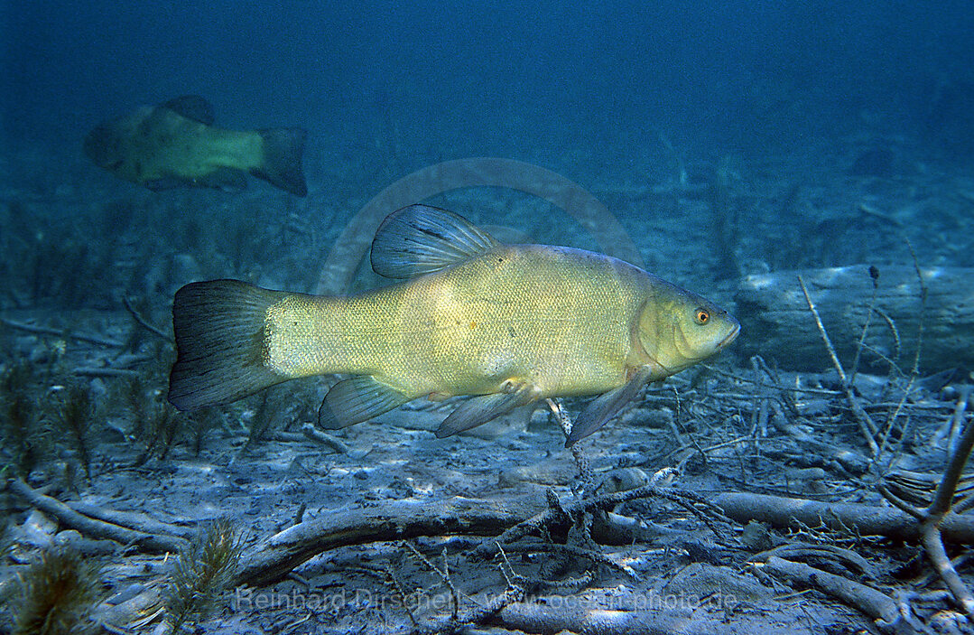 Tench