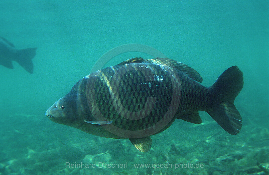 Schuppenkarpfen, Wildkarpfen, Cyprinus carpio, Starnberger See, Bayern, Deutschland