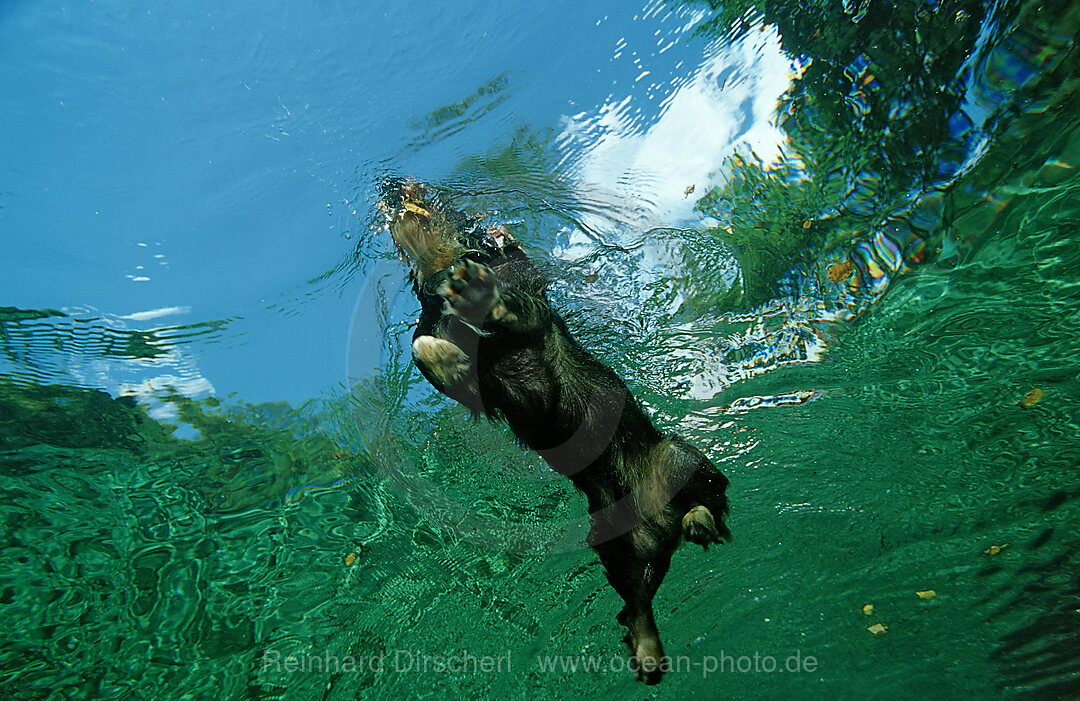 swimming dachshund, Starnberger See, Bavaria, Germany