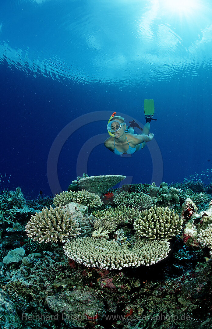 Coral Reef and Skin Diver