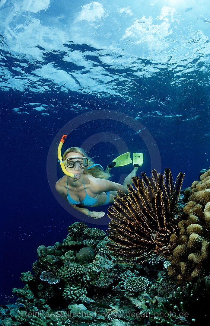 Coral Reef and Skin Diver
