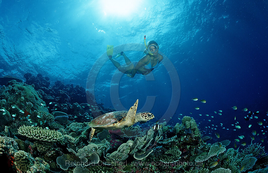 Echte Karettschildkroete und Schnorchlerin, Eretmochelys imbricata, Indischer Ozean, Meemu Atoll, Malediven