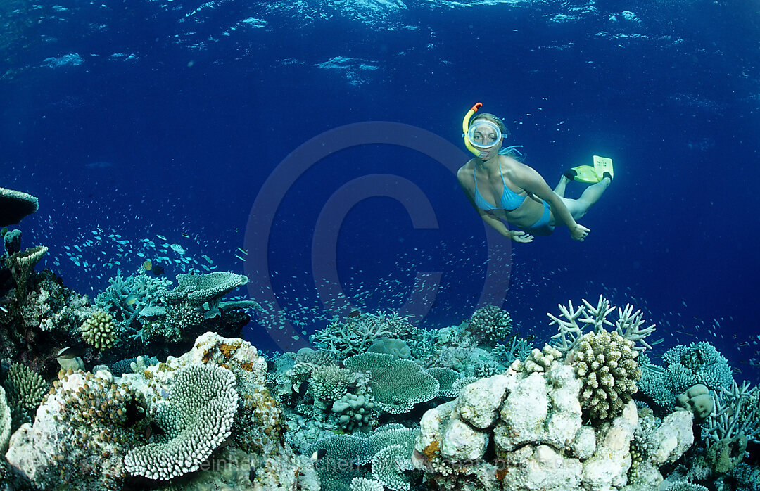 Coral Reef and Skin Diver