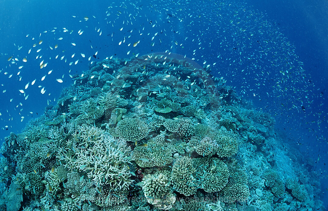 Hartkorallenriff, Indischer Ozean, Meemu Atoll, Malediven