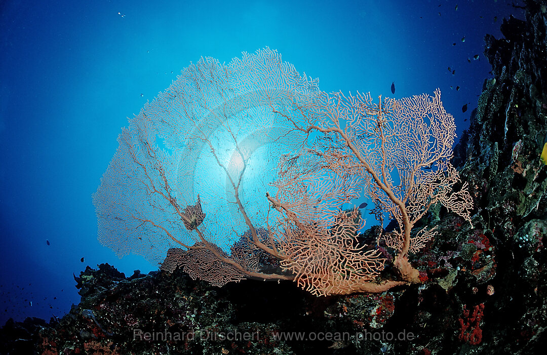 grosse Gorgonie an Korallenriff, Subergorgia sp., Indischer Ozean, Meemu Atoll, Malediven