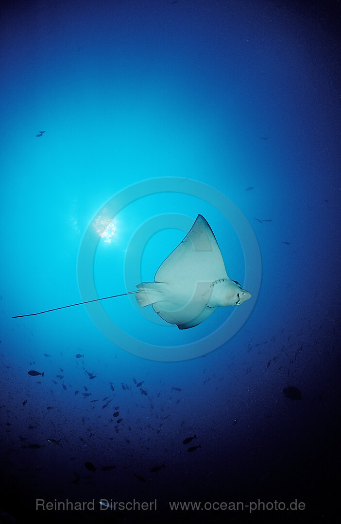 spotted Eagle Ray