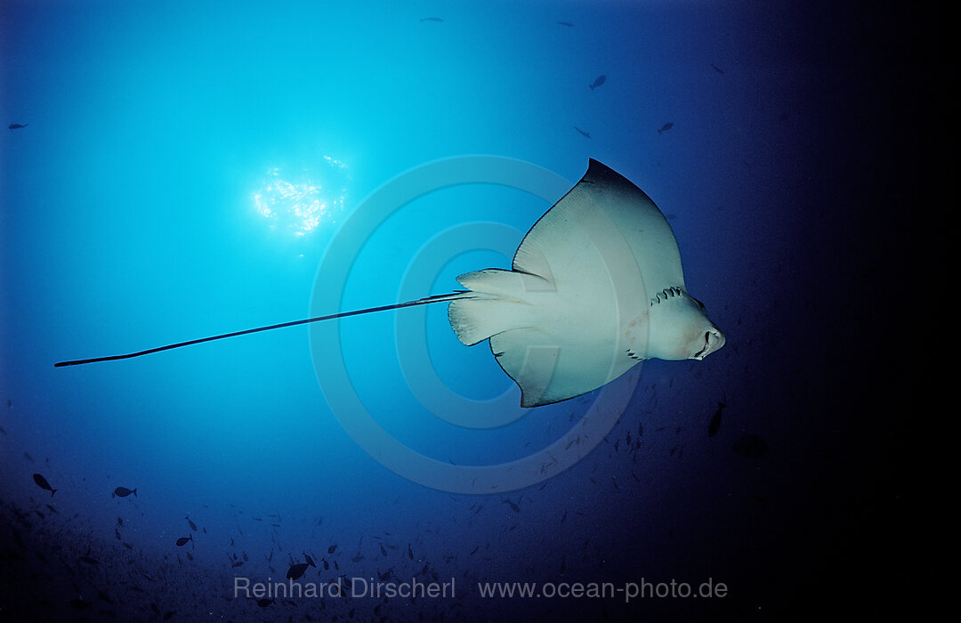 spotted Eagle Ray