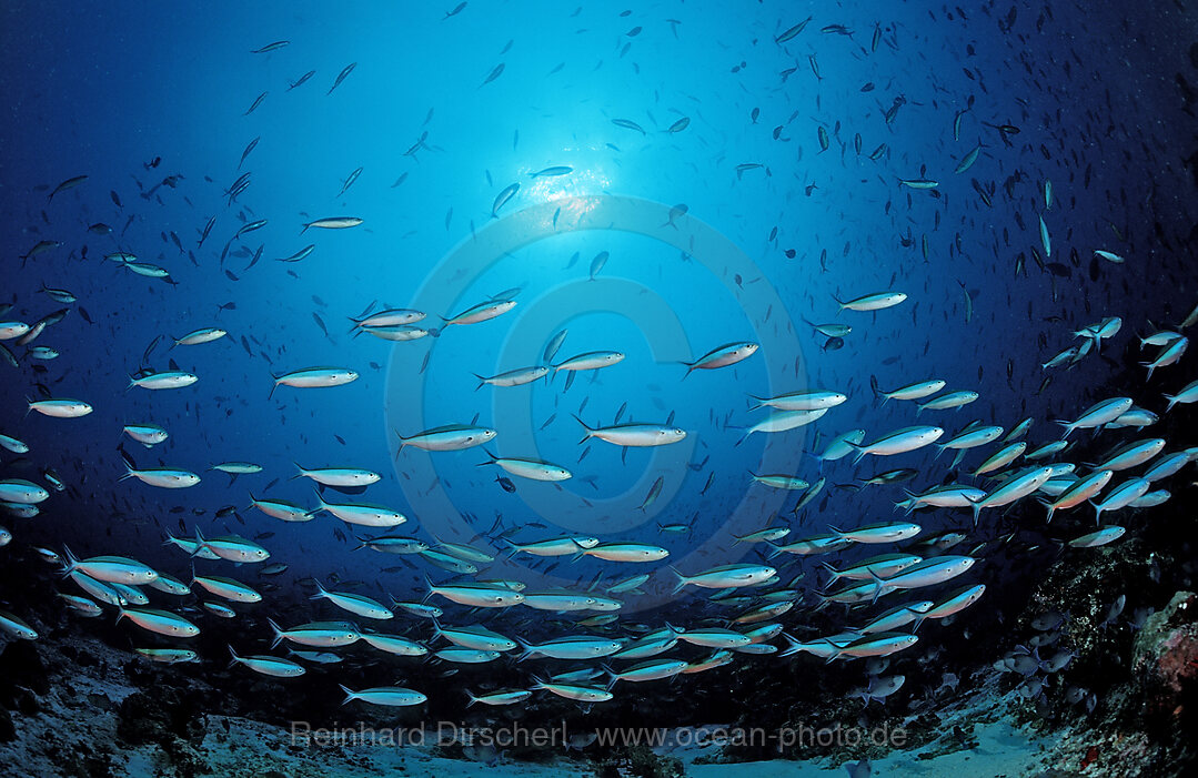 Schooling Neon Fusiliers