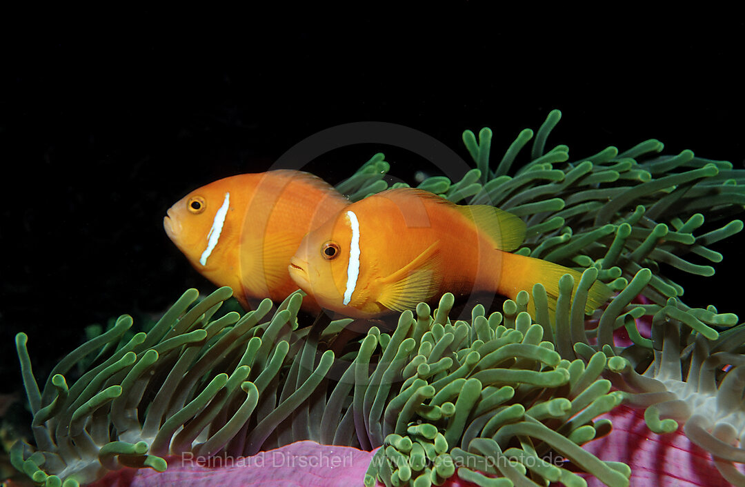 Malediven-Anemonenfische, endemisch, Amphiprion nigripes, Indischer Ozean, Meemu Atoll, Malediven