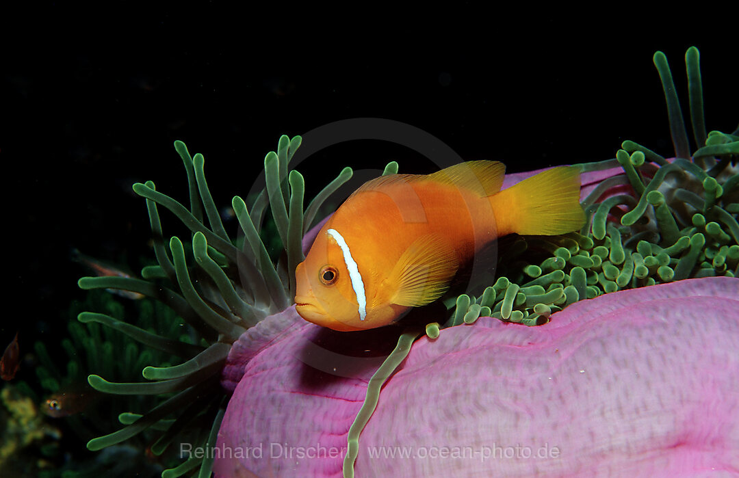 Maldive Anemonefish, endemic