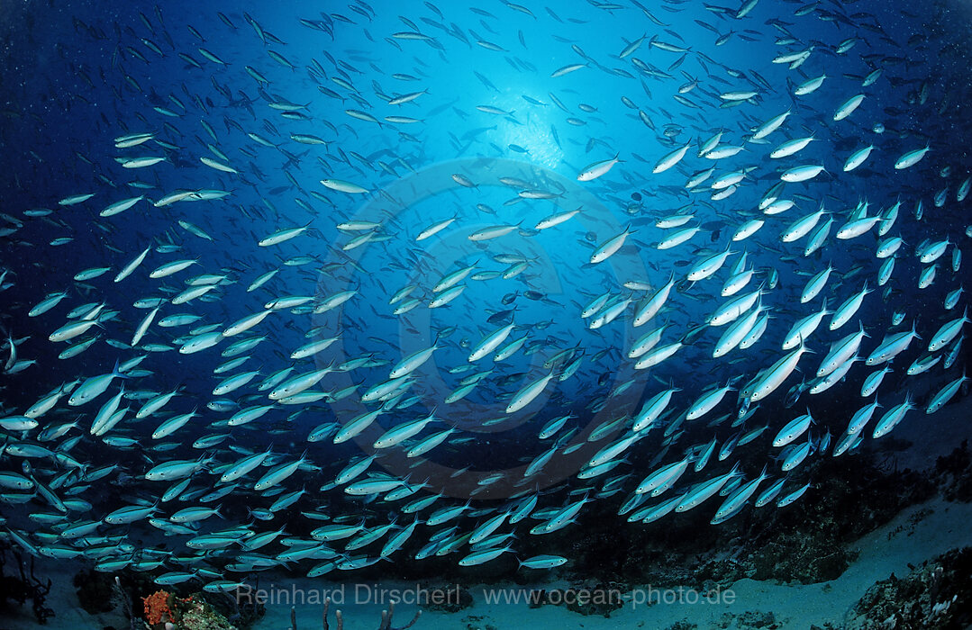 Schooling Goldbanded Fusiliers